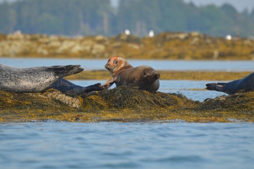 Marine Wildlife Safari